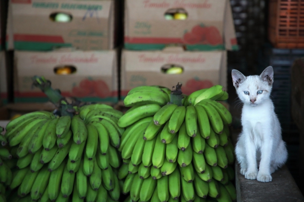 Tomáš Kubeš: Amazonie