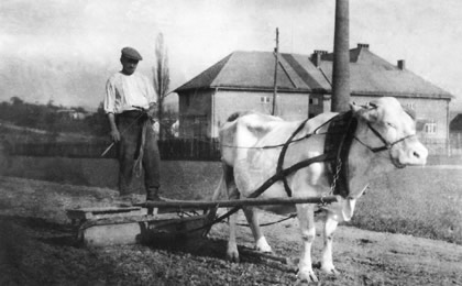 Bludovská mlékárna (dnešní sodovkárna) ve 40. letech 20. století. V popředí pan Hlásný z nové dědiny z č. 6 oře na svém poli s kravkou.